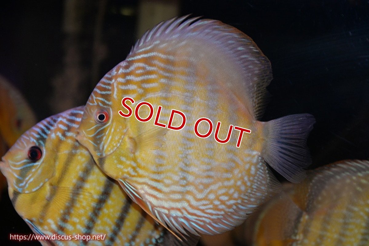 画像2: 【決算セール対象個体】【ワイルドディスカス】【通販】【３年ぶりの入荷】ヤムンダパールロイヤル【個体販売】14-16cm（生体）ヤムンダ産 (2)