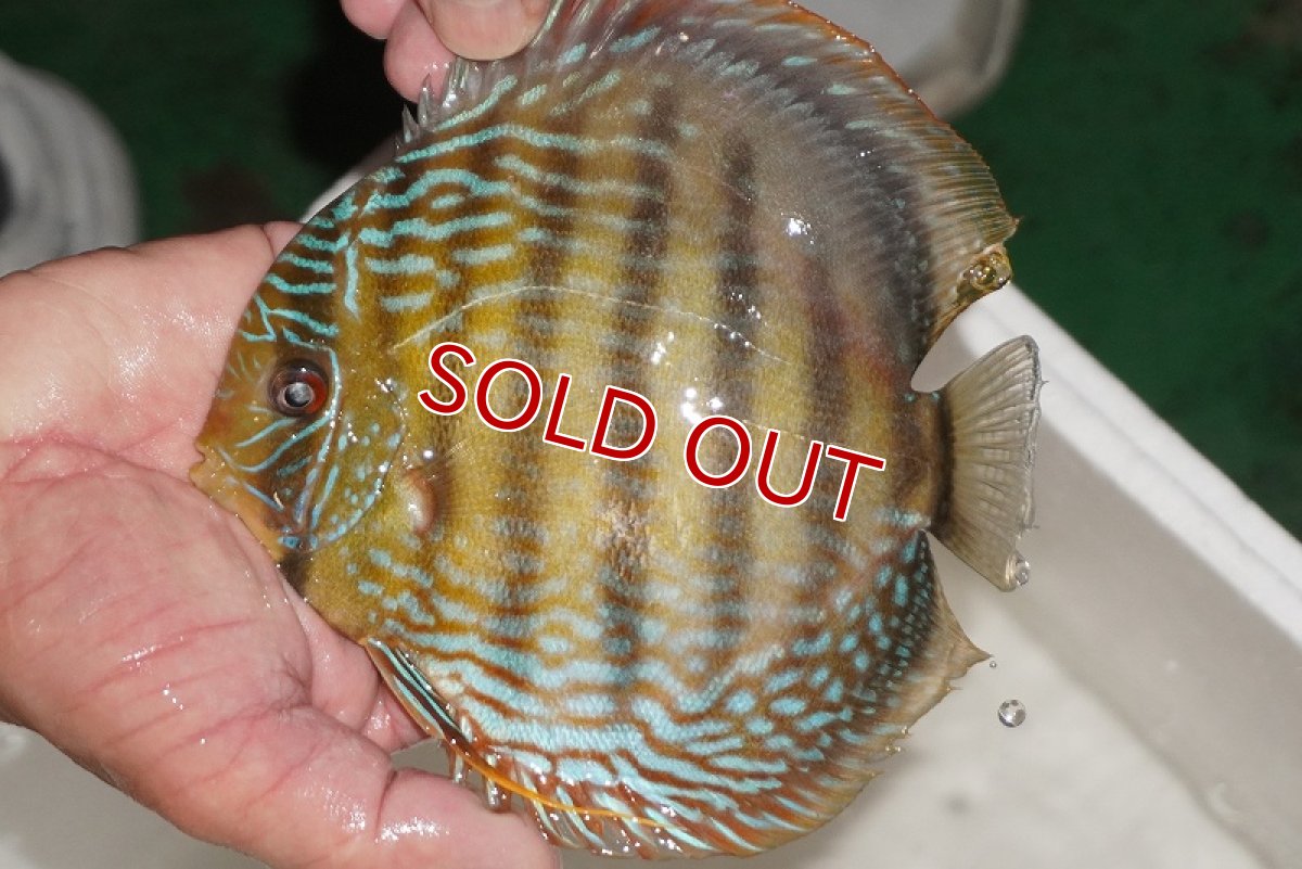 画像3: 【決算セール対象個体】【ワイルドディスカス】【通販】【３年ぶりの入荷】ヤムンダパールロイヤル【個体販売】14-16cm（生体）ヤムンダ産 (3)