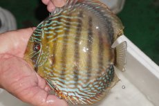 画像3: 【決算セール対象個体】【ワイルドディスカス】【通販】【３年ぶりの入荷】ヤムンダパールロイヤル【個体販売】14-16cm（生体）ヤムンダ産 (3)