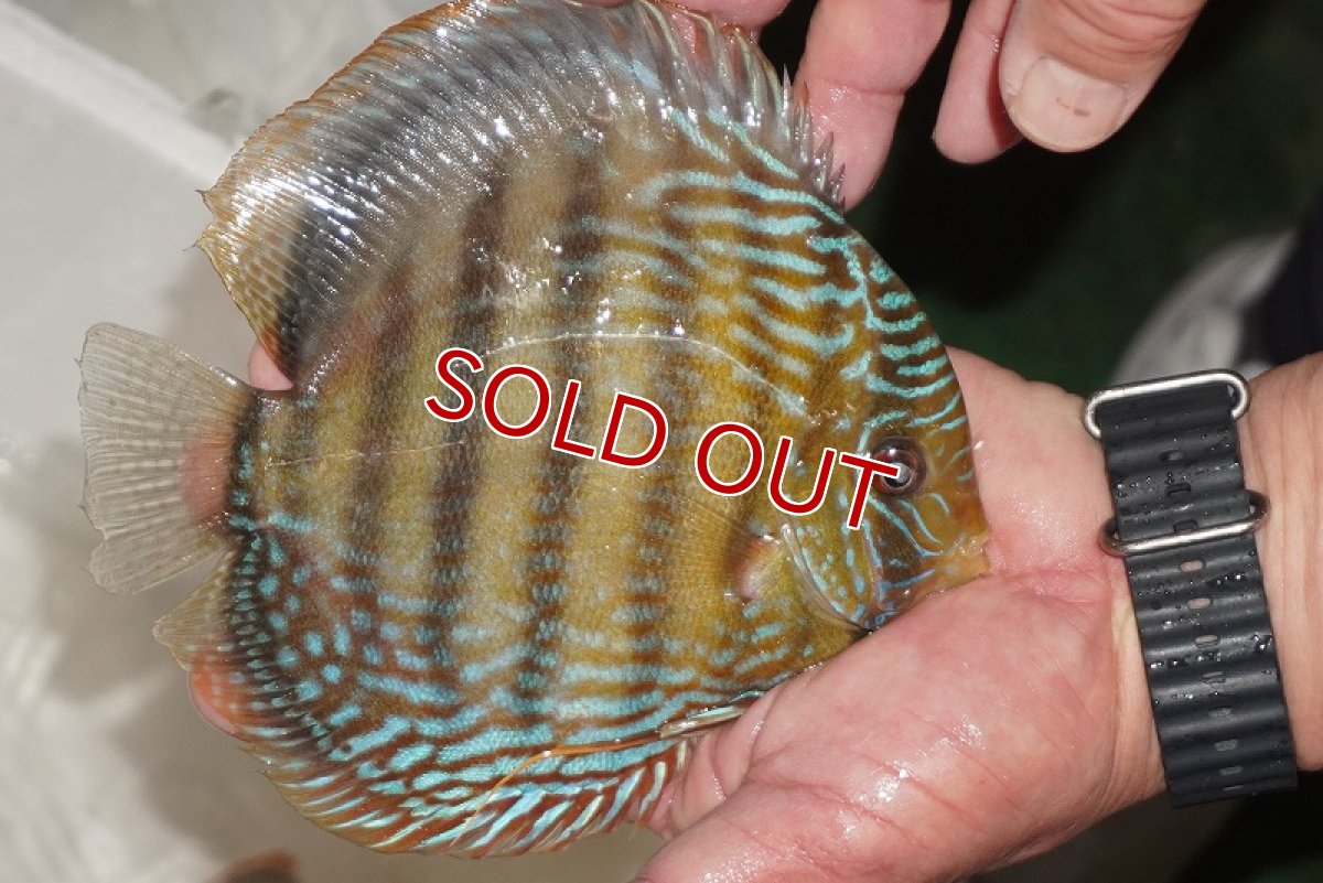 画像4: 【決算セール対象個体】【ワイルドディスカス】【通販】【３年ぶりの入荷】ヤムンダパールロイヤル【個体販売】14-16cm（生体）ヤムンダ産 (4)