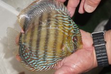 画像4: 【決算セール対象個体】【ワイルドディスカス】【通販】【３年ぶりの入荷】ヤムンダパールロイヤル【個体販売】14-16cm（生体）ヤムンダ産 (4)