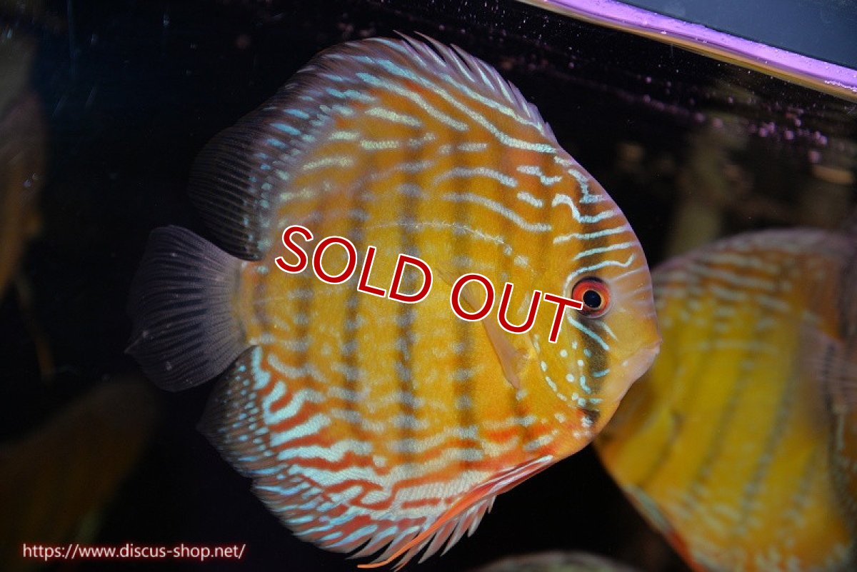 画像1: 【決算セール対象個体】【ワイルドディスカス】【通販】【３年ぶりの入荷】ヤムンダパールロイヤル【個体販売】14-16cm（生体）ヤムンダ産 (1)