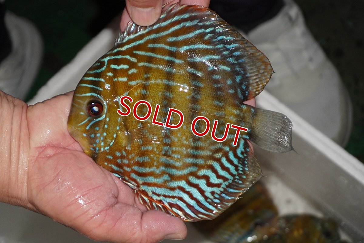 画像2: 【決算セール対象個体】【ワイルドディスカス】【通販】【３年ぶりの入荷】ヤムンダパールロイヤル【個体販売】14-16cm（生体）ヤムンダ産 (2)