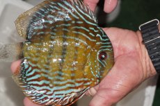 画像3: 【決算セール対象個体】【ワイルドディスカス】【通販】【３年ぶりの入荷】ヤムンダパールロイヤル【個体販売】14-16cm（生体）ヤムンダ産 (3)