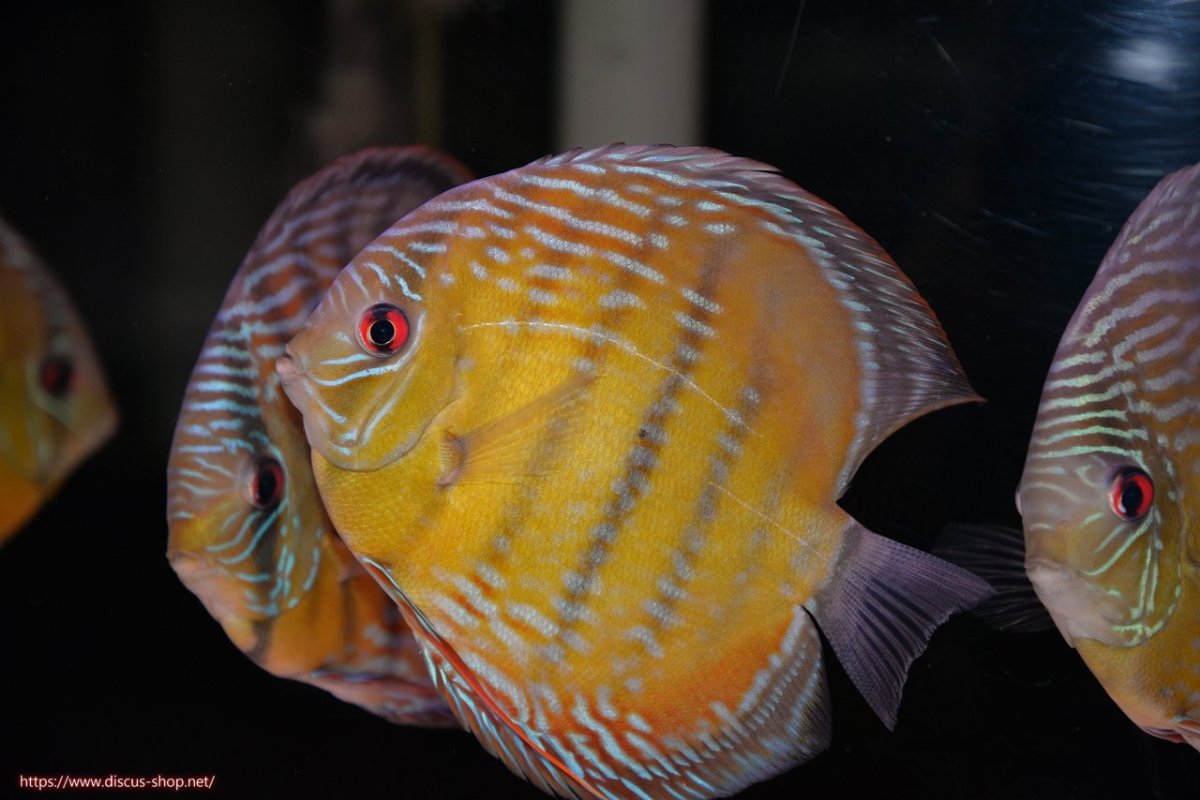 画像1: 【30周年記念セール対象個体】【ワイルドディスカス】【通販】【３年ぶりの入荷】ヤムンダパールロイヤル【個体販売】14-16cm（生体）ヤムンダ産 (1)