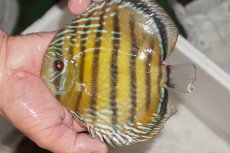 画像1: 【ワイルドディスカス】【通販】【３年ぶりの入荷】ヤムンダパールロイヤル【個体販売】14-16cm（生体）ヤムンダ産 (1)