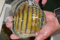 画像2: 【ワイルドディスカス】【通販】【３年ぶりの入荷】ヤムンダパールロイヤル【個体販売】14-16cm（生体）ヤムンダ産 (2)