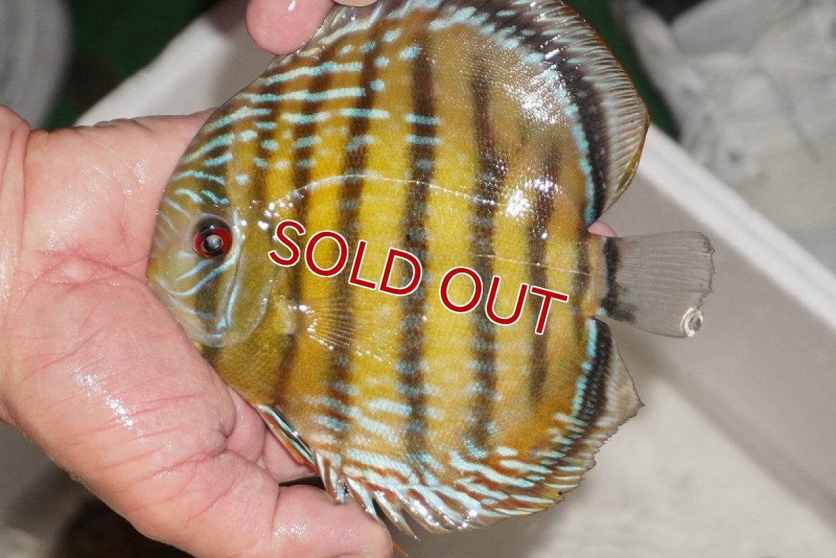 画像4: 【ワイルドディスカス】【通販】【３年ぶりの入荷】ヤムンダパールロイヤル【個体販売】14-16cm（生体）ヤムンダ産 (4)