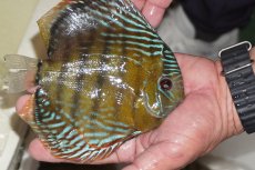 画像3: 【決算セール対象個体】【ワイルドディスカス】【通販】【３年ぶりの入荷】ヤムンダパールロイヤル【個体販売】14-16cm（生体）ヤムンダ産 (3)