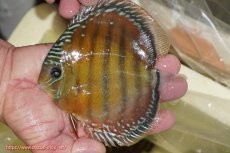 画像1: 【ワイルドディスカス】【通販】【３年ぶりの入荷】ヤムンダローズレッド【個体販売】14-16cm（生体）ヤムンダ産 (1)