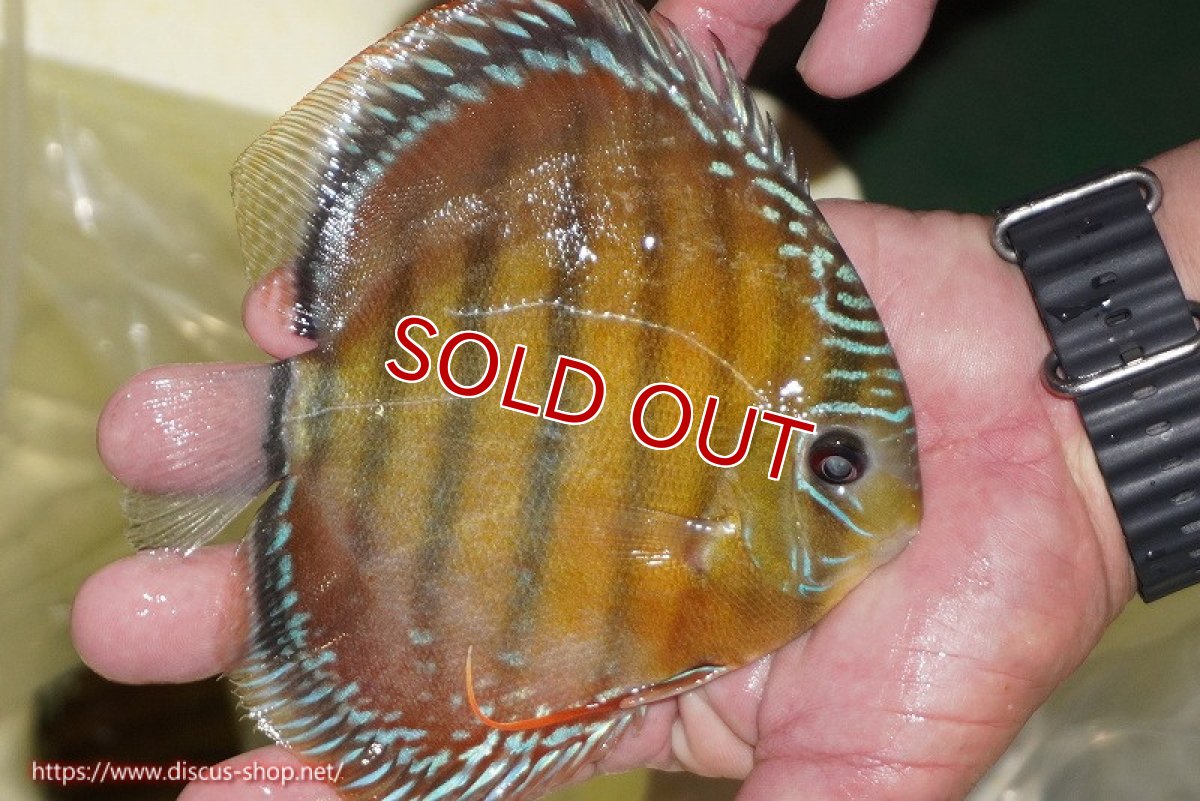 画像2: 【ワイルドディスカス】【通販】【３年ぶりの入荷】ヤムンダローズレッド【個体販売】14-15cm（生体）ヤムンダ産 (2)