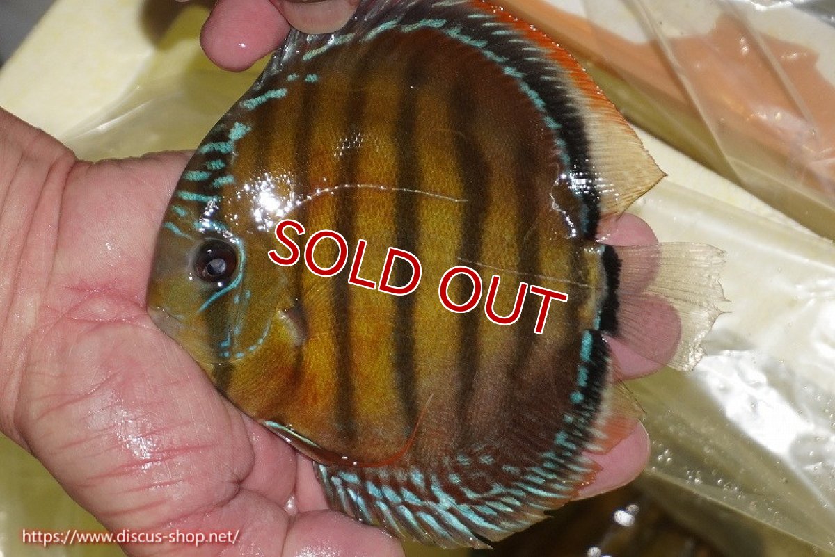 画像1: 【ワイルドディスカス】【通販】【３年ぶりの入荷】ヤムンダローズレッド【個体販売】14-15cm（生体）ヤムンダ産 (1)