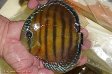 画像1: 【ワイルドディスカス】【通販】【３年ぶりの入荷】ヤムンダローズレッド【個体販売】14-16cm（生体）ヤムンダ産 (1)