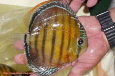 画像2: 【ワイルドディスカス】【通販】【３年ぶりの入荷】ヤムンダローズレッド【個体販売】14-16cm（生体）ヤムンダ産 (2)