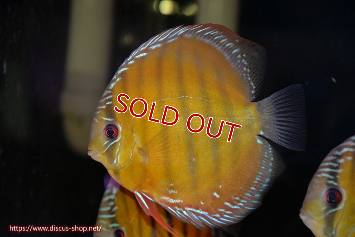 画像2: 【30周年記念セール対象個体】【ワイルドディスカス】【通販】【３年ぶりの入荷】ヤムンダローズレッド【個体販売】14-15cm（生体）ヤムンダ産 (2)