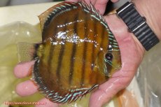 画像2: 【ワイルドディスカス】【通販】【３年ぶりの入荷】ヤムンダローズレッド【個体販売】14-16cm（生体）ヤムンダ産 (2)