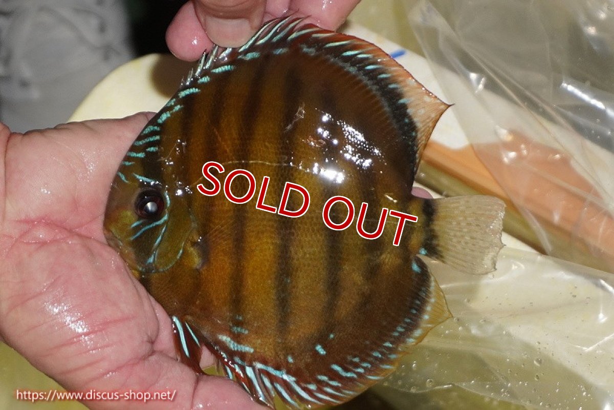 画像3: 【30周年記念セール対象個体】【ワイルドディスカス】【通販】【３年ぶりの入荷】ヤムンダローズレッド【個体販売】14-15cm（生体）ヤムンダ産 (3)