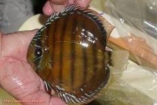 画像3: 【決算セール対象個体】【ワイルドディスカス】【通販】【３年ぶりの入荷】ヤムンダローズレッド【個体販売】14-15cm（生体）ヤムンダ産 (3)