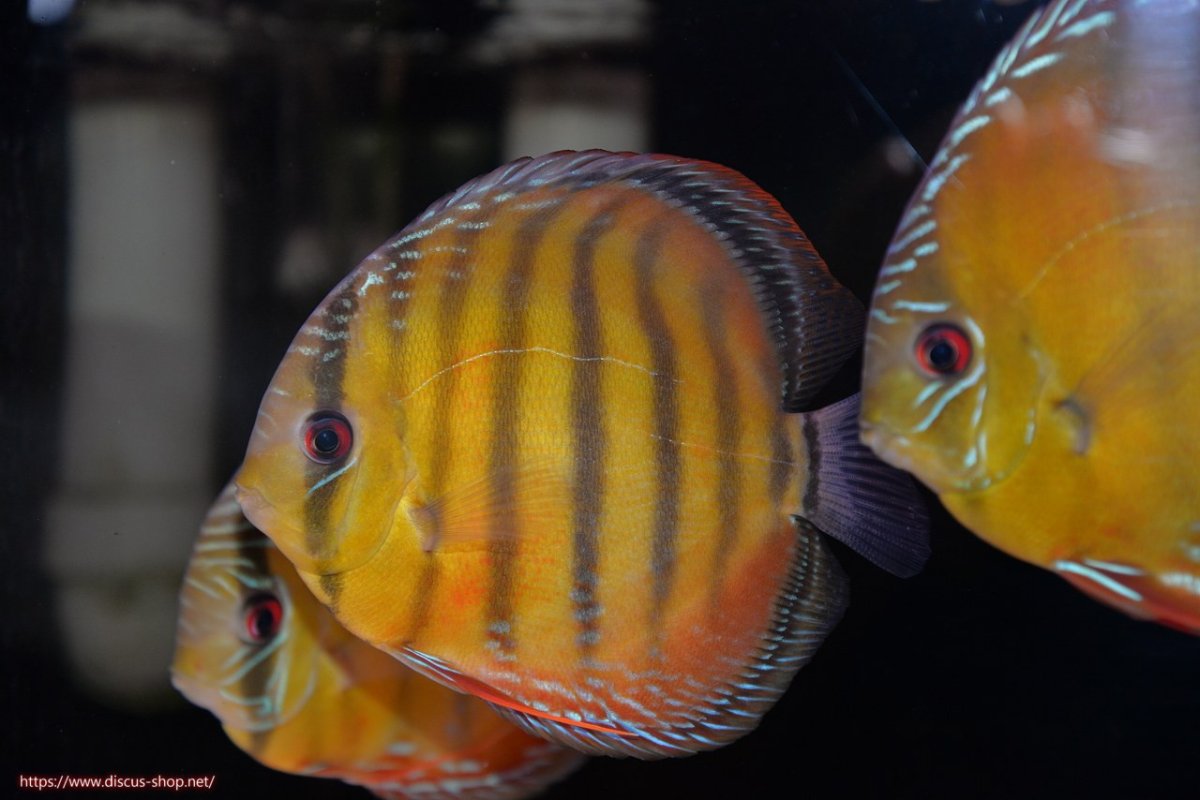 画像1: 【30周年記念セール対象個体】【ワイルドディスカス】【通販】【３年ぶりの入荷】ヤムンダローズレッド【個体販売】14-15cm（生体）ヤムンダ産 (1)