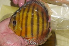 画像1: 【ワイルドディスカス】【通販】【３年ぶりの入荷】ヤムンダローズレッド【個体販売】14-16cm（生体）ヤムンダ産 (1)