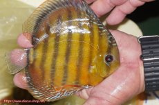 画像3: 【30周年記念セール対象個体】【ワイルドディスカス】【通販】【３年ぶりの入荷】ヤムンダローズレッド【個体販売】14-15cm（生体）ヤムンダ産 (3)