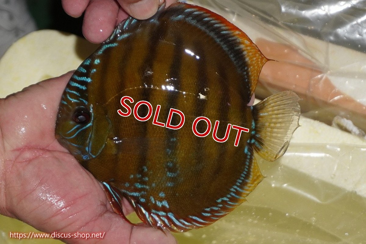 画像1: 【決算セール対象個体】【ワイルドディスカス】【通販】【３年ぶりの入荷】ヤムンダローズレッド【個体販売】14-15cm（生体）ヤムンダ産 (1)