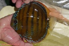 画像1: 【ワイルドディスカス】【通販】【３年ぶりの入荷】ヤムンダローズレッド【個体販売】14-16cm（生体）ヤムンダ産 (1)