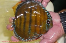 画像2: 【ワイルドディスカス】【通販】【３年ぶりの入荷】ヤムンダローズレッド【個体販売】14-16cm（生体）ヤムンダ産 (2)