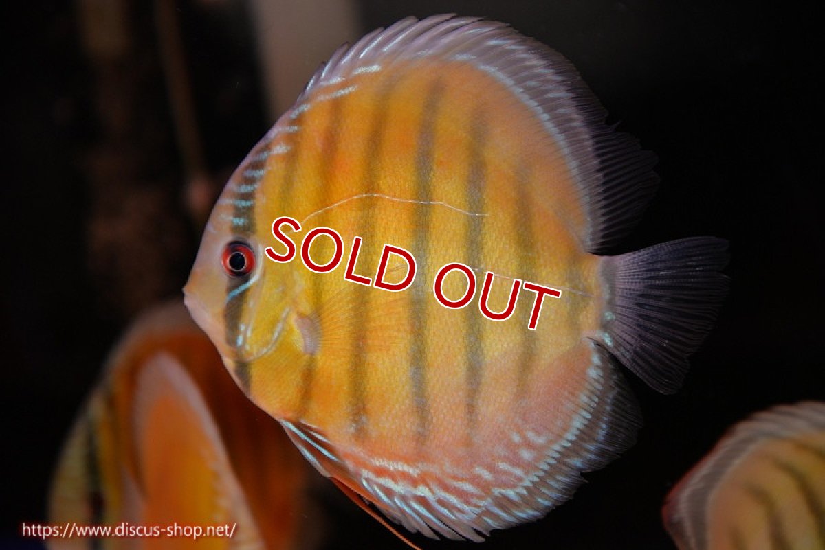 画像1: 【ワイルドディスカス】【通販】【３年ぶりの入荷】ヤムンダローズレッド【個体販売】12-13cm（生体）ヤムンダ産 (1)