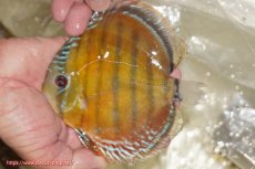 画像1: 【ワイルドディスカス】【通販】【３年ぶりの入荷】ヤムンダローズレッド【個体販売】14-16cm（生体）ヤムンダ産 (1)