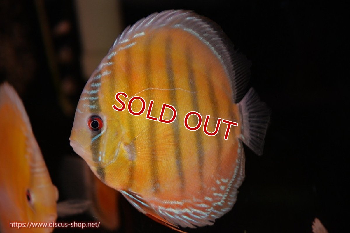 画像2: 【ワイルドディスカス】【通販】【３年ぶりの入荷】ヤムンダローズレッド【個体販売】12-13cm（生体）ヤムンダ産 (2)