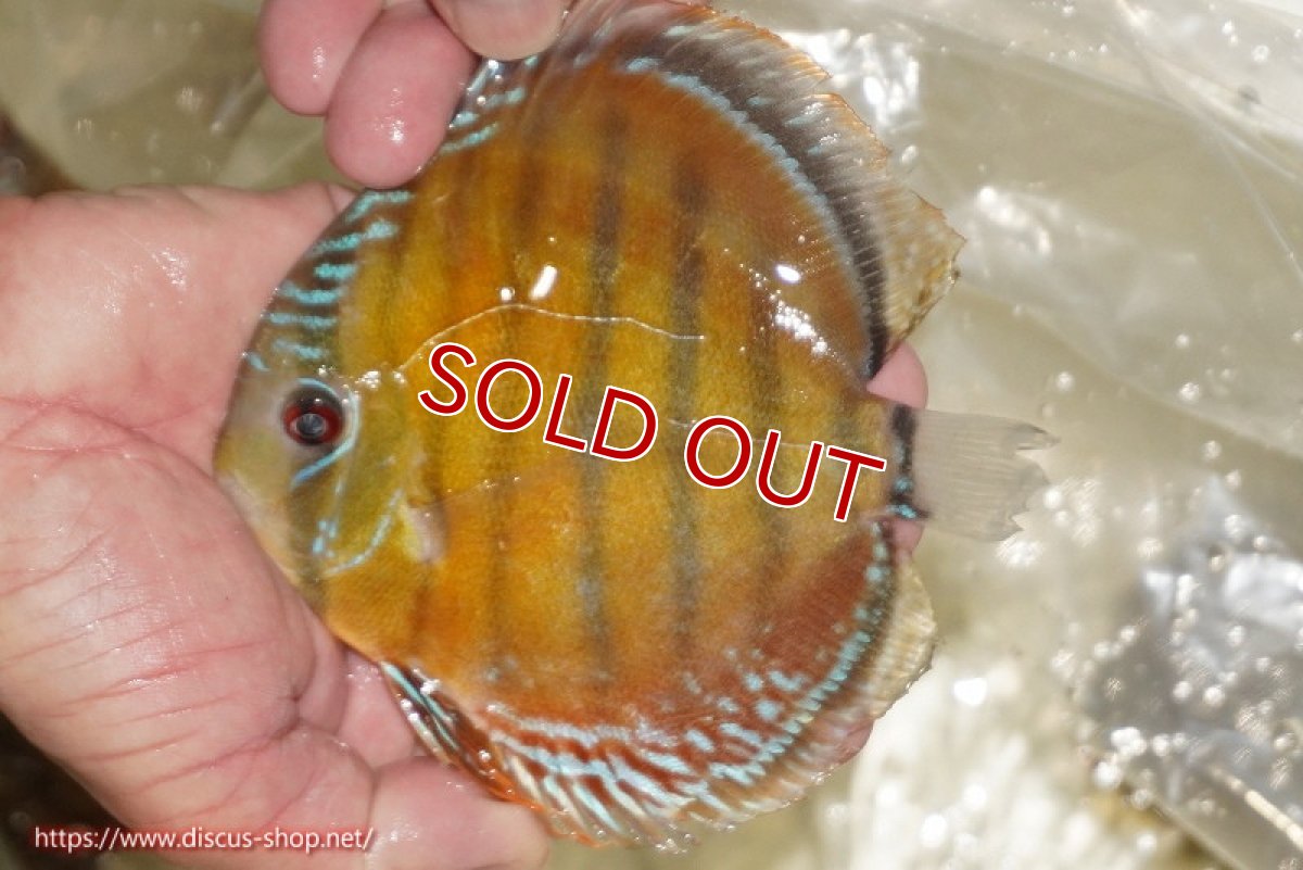 画像3: 【ワイルドディスカス】【通販】【３年ぶりの入荷】ヤムンダローズレッド【個体販売】12-13cm（生体）ヤムンダ産 (3)