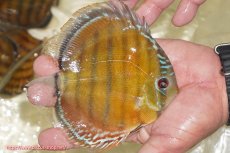 画像4: 【ワイルドディスカス】【通販】【３年ぶりの入荷】ヤムンダローズレッド【個体販売】12-13cm（生体）ヤムンダ産 (4)