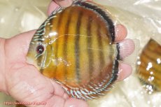 画像1: 【ワイルドディスカス】【通販】【３年ぶりの入荷】ヤムンダローズレッド【個体販売】14-16cm（生体）ヤムンダ産 (1)