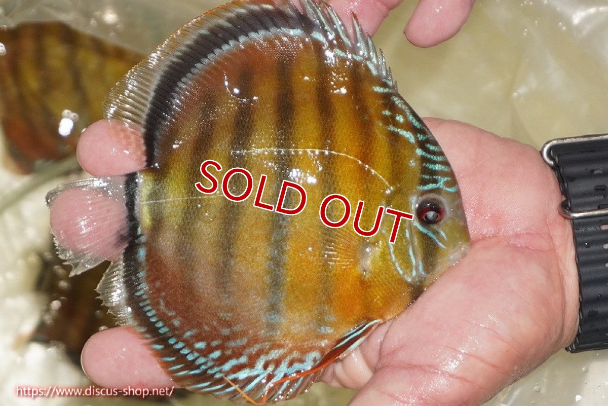 画像4: 【ワイルドディスカス】【通販】【３年ぶりの入荷】ヤムンダローズレッド【個体販売】12-13cm（生体）ヤムンダ産 (4)