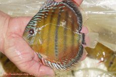 画像3: 【ワイルドディスカス】【通販】【３年ぶりの入荷】ヤムンダローズレッド【個体販売】12-13cm（生体）ヤムンダ産 (3)