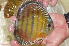 画像4: 【ワイルドディスカス】【通販】【３年ぶりの入荷】ヤムンダローズレッド【個体販売】12-13cm（生体）ヤムンダ産 (4)