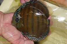 画像1: 【ワイルドディスカス】【通販】【３年ぶりの入荷】ヤムンダローズレッド【個体販売】14-16cm（生体）ヤムンダ産 (1)