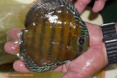 画像3: 【初夏のワイルドディスカスセール対象個体】【ワイルドディスカス】【通販】【３年ぶりの入荷】ヤムンダローズレッド【個体販売】14-15cm（生体）ヤムンダ産 (3)