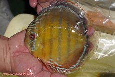 画像1: 【ワイルドディスカス】【通販】【３年ぶりの入荷】ヤムンダローズレッド【個体販売】14-16cm（生体）ヤムンダ産 (1)