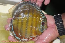 画像2: 【ワイルドディスカス】【通販】【３年ぶりの入荷】ヤムンダローズレッド【個体販売】14-16cm（生体）ヤムンダ産 (2)