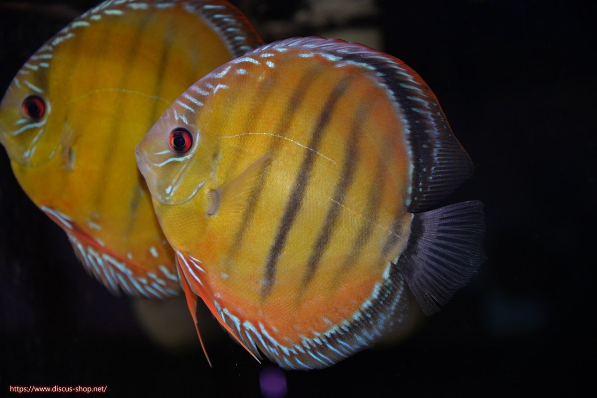 画像1: 【決算セール対象個体】【ワイルドディスカス】【通販】【３年ぶりの入荷】ヤムンダローズレッド【個体販売】14-15cm（生体）ヤムンダ産 (1)