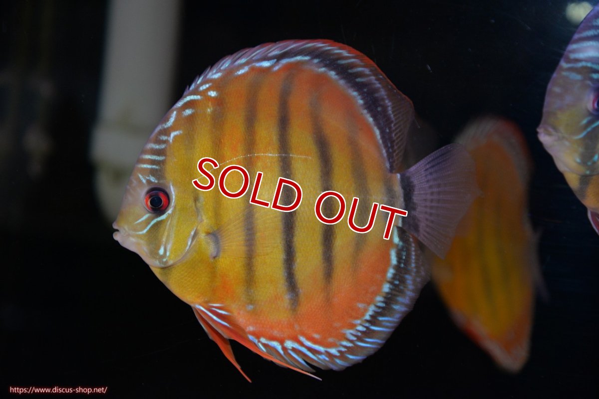 画像1: 【決算セール対象個体】【ワイルドディスカス】【通販】【３年ぶりの入荷】ヤムンダローズレッド【個体販売】14-15cm（生体）ヤムンダ産 (1)