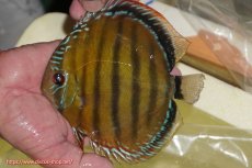 画像1: 【ワイルドディスカス】【通販】【３年ぶりの入荷】ヤムンダローズレッド【個体販売】14-16cm（生体）ヤムンダ産 (1)