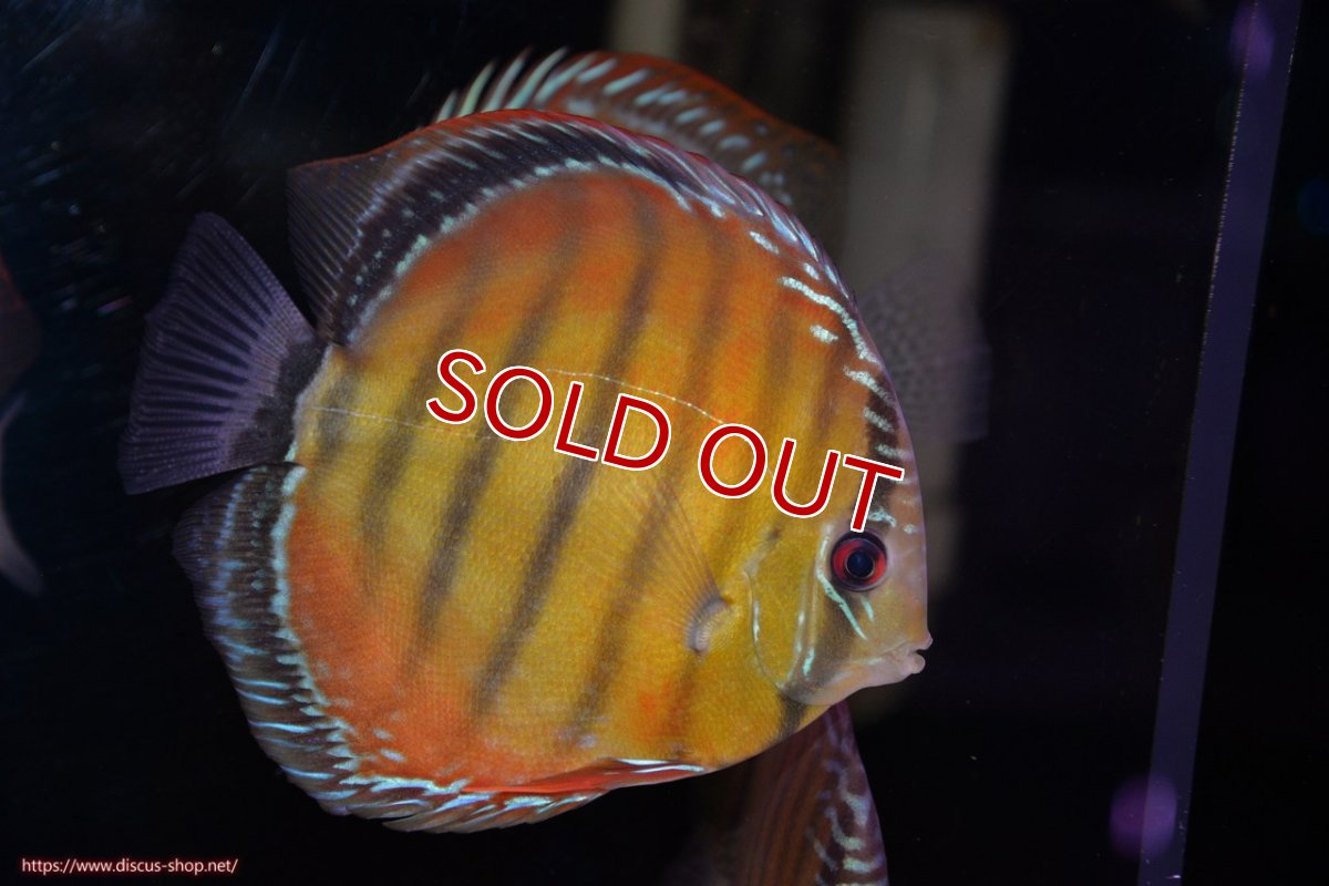 画像2: 【決算セール対象個体】【ワイルドディスカス】【通販】【３年ぶりの入荷】ヤムンダローズレッド【個体販売】14-15cm（生体）ヤムンダ産 (2)