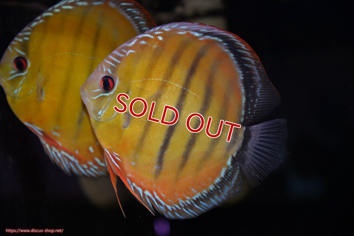 画像3: 【決算セール対象個体】【ワイルドディスカス】【通販】【３年ぶりの入荷】ヤムンダローズレッド【個体販売】14-15cm（生体）ヤムンダ産 (3)