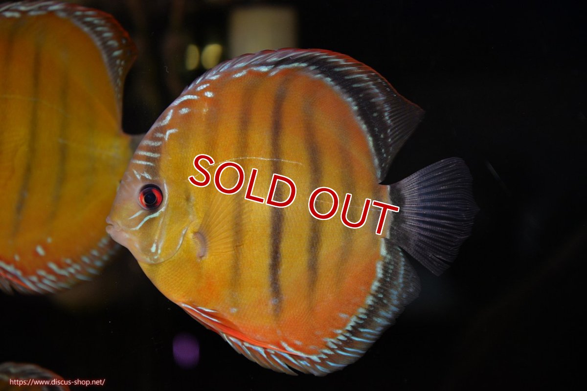 画像4: 【決算セール対象個体】【ワイルドディスカス】【通販】【３年ぶりの入荷】ヤムンダローズレッド【個体販売】14-15cm（生体）ヤムンダ産 (4)