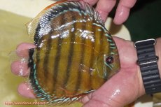 画像4: 【決算セール対象個体】【ワイルドディスカス】【通販】【３年ぶりの入荷】ヤムンダローズレッド【個体販売】14-15cm（生体）ヤムンダ産 (4)