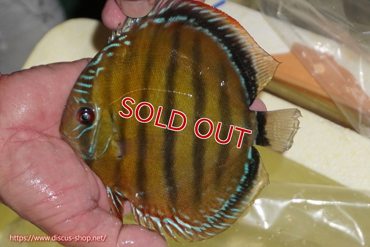 画像5: 【決算セール対象個体】【ワイルドディスカス】【通販】【３年ぶりの入荷】ヤムンダローズレッド【個体販売】14-15cm（生体）ヤムンダ産 (5)