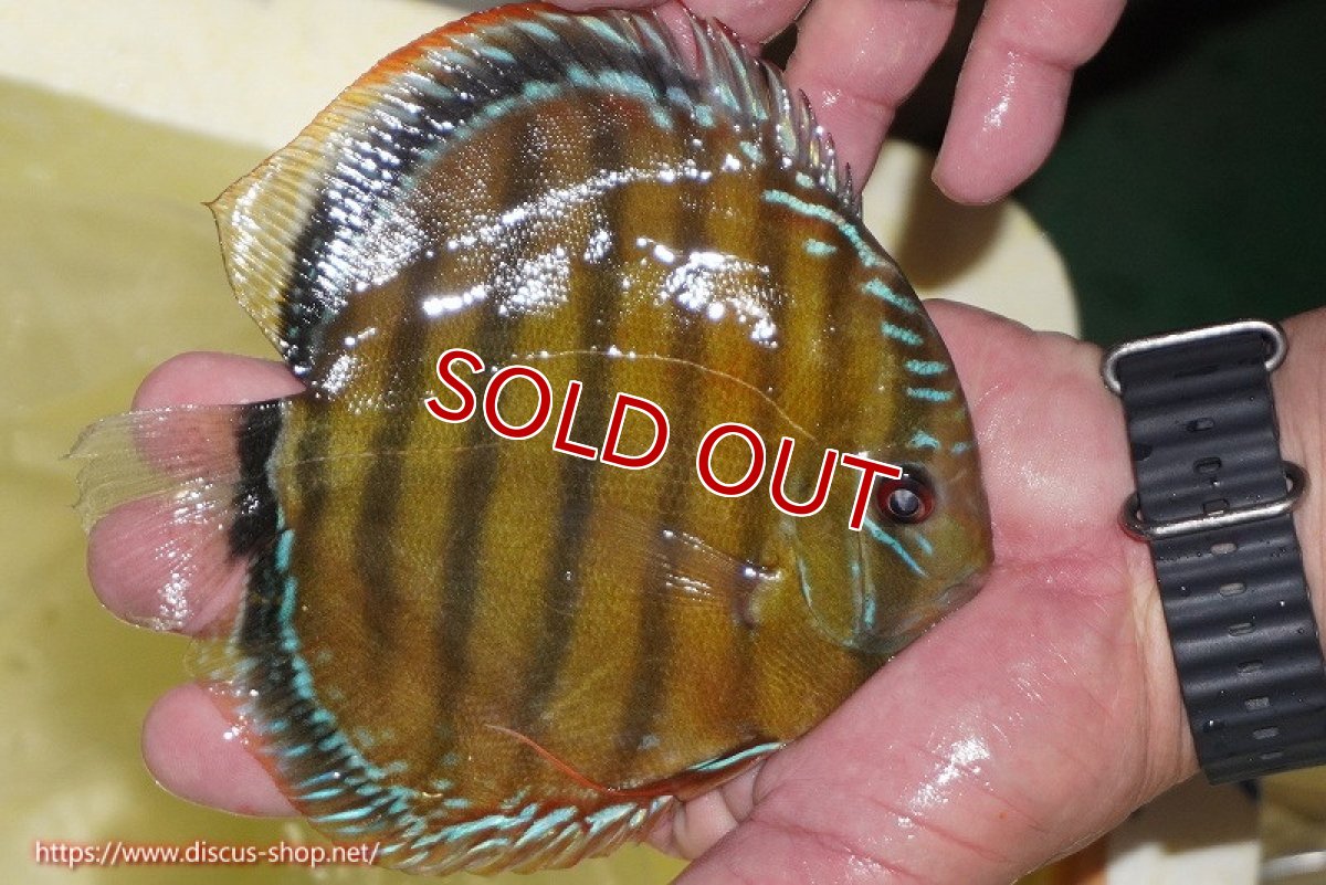 画像6: 【決算セール対象個体】【ワイルドディスカス】【通販】【３年ぶりの入荷】ヤムンダローズレッド【個体販売】14-15cm（生体）ヤムンダ産 (6)